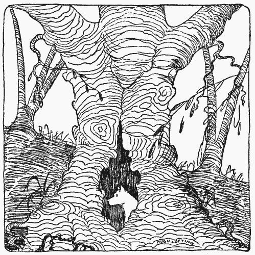 "I found a fine old hollow tree"