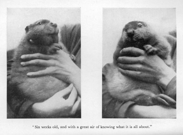 "Six weeks old, and with a great air of knowing what it is all about."