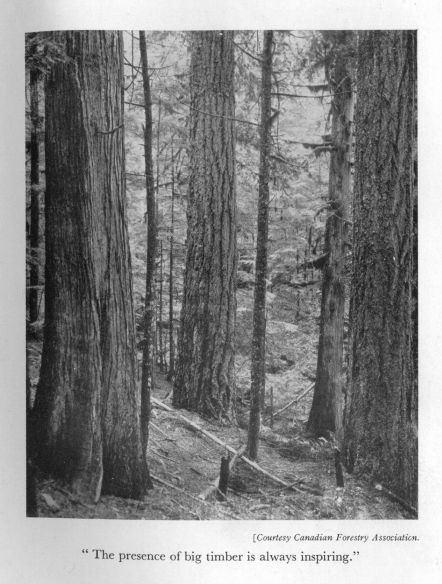 "The presence of big timber is always inspiring." <I>Courtesy Canadian Forestry Association.</I>