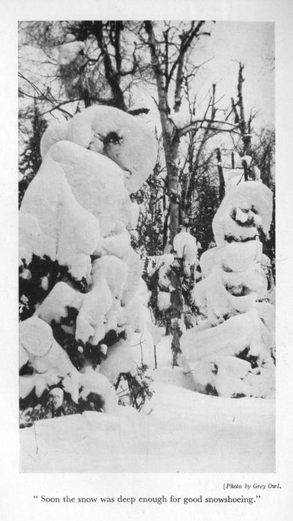 "Soon the snow was deep enough for good snowshoeing." <I>Photo by Grey Owl.</I>