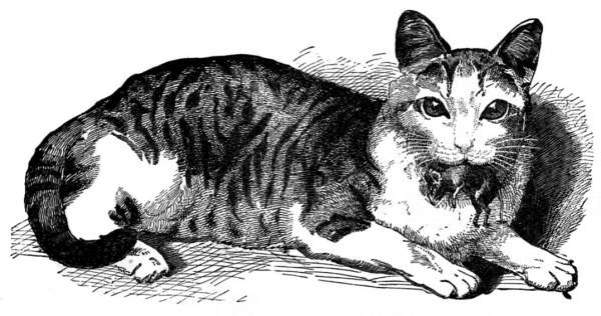 Cat with a rat in its mouth.