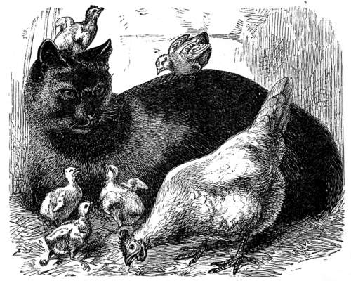 Tommy the cat with chickens.