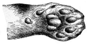 cat's paw.
