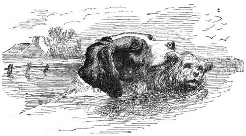 Mungo in the river rescuing a little dog.