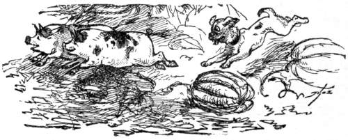 Pig playing with a dog.