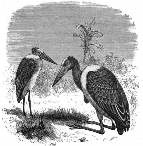 The Adjutant-Bird. Showing the Foot resting from Heel to
Toe upon the Ground.