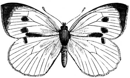 The Cabbage-Butterfly.