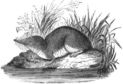 The Common Shrew.