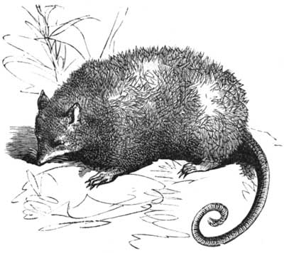 The Common Opossum.