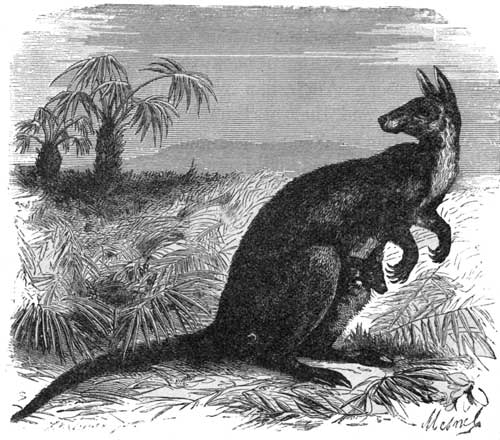 The Great Kangaroo.