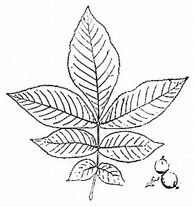 Bitternut hickory
