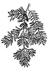 Hemlock