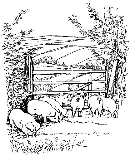  He passed by an orchard
where seven thin dirty pigs were grubbing.