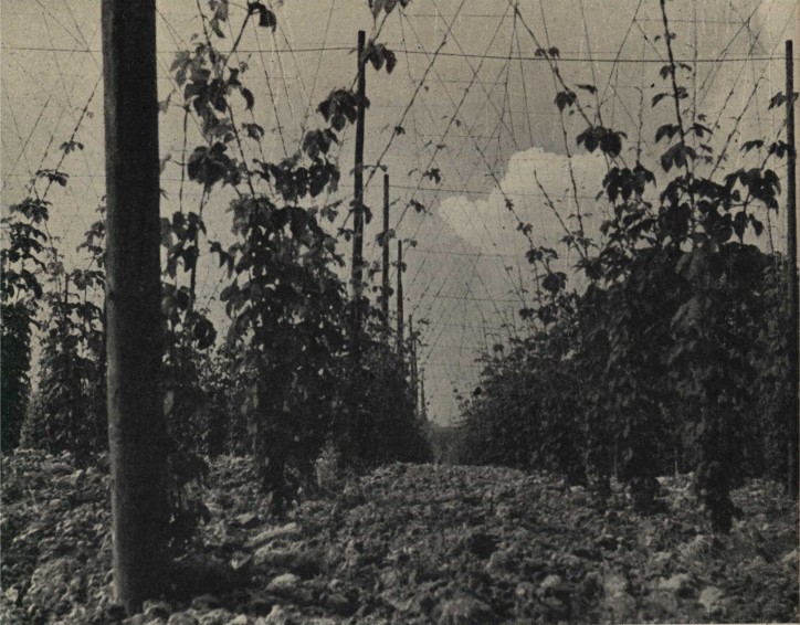 Hop garden