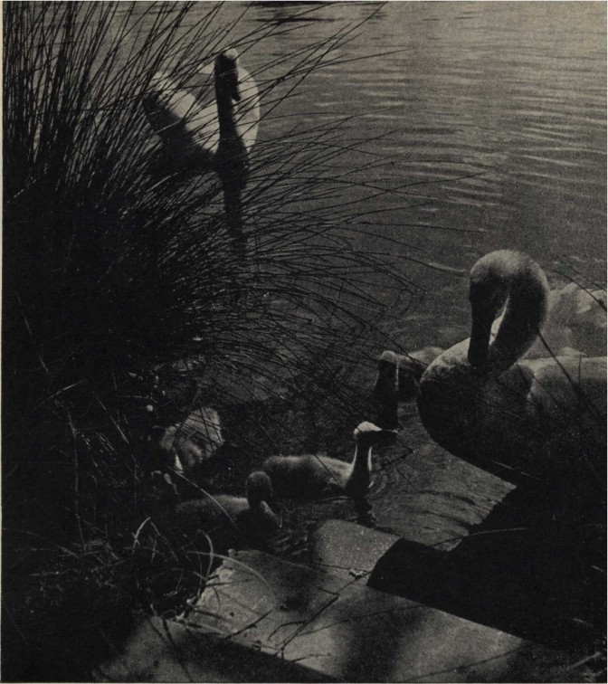 Swans and cygnets