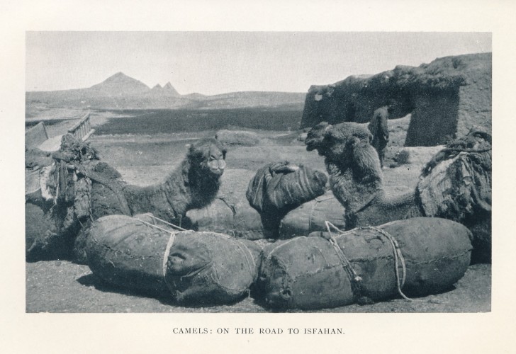 CAMELS: ON THE ROAD TO ISFAHAN.