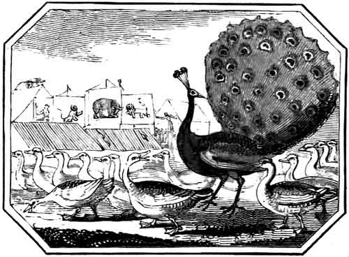 VANITY
    PUNISHED.