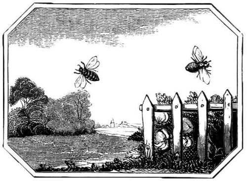 VELVET AND
    BUSY.